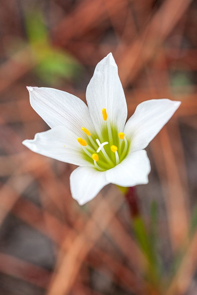 Rain lilies are one of the first flowers to emerge after a forest fire art print by Larry Richardson for $57.95 CAD